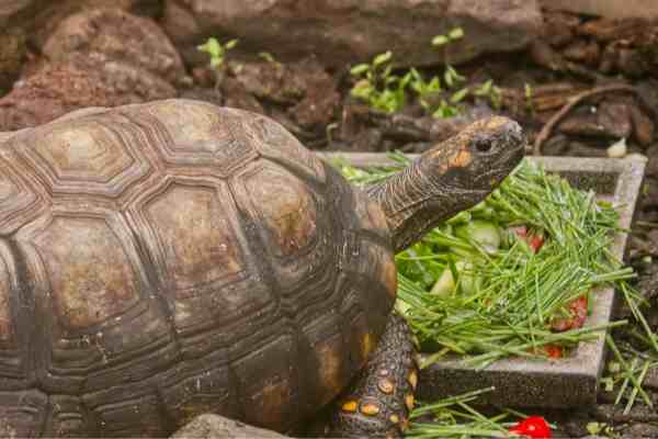 Woudschildpad