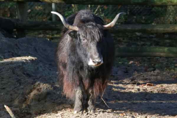 Yak