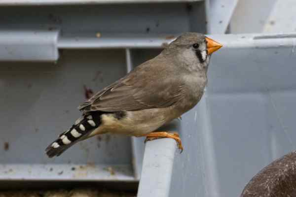 Zebravink