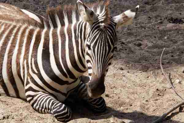 Grantzebra