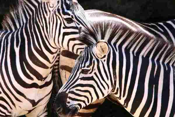 Steppezebra