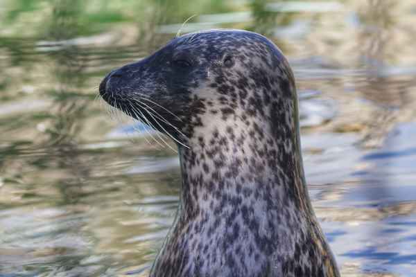 Zeehond