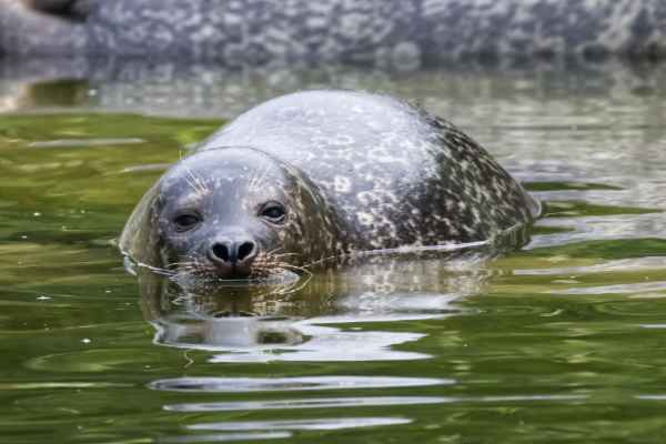 Zeehond