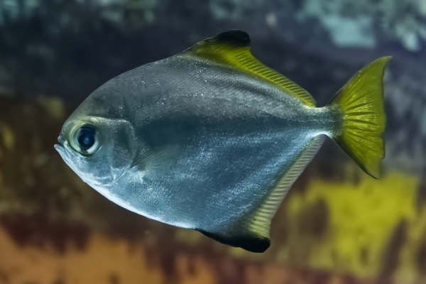 Zilverbladvis