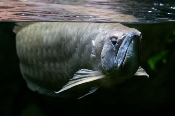 Zilveren arowana