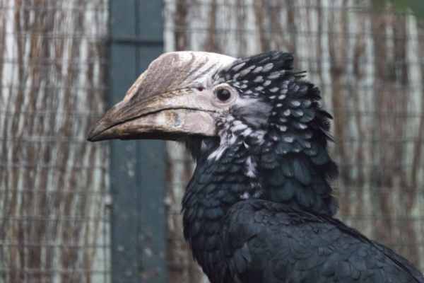 Z.W. neushoornvogel