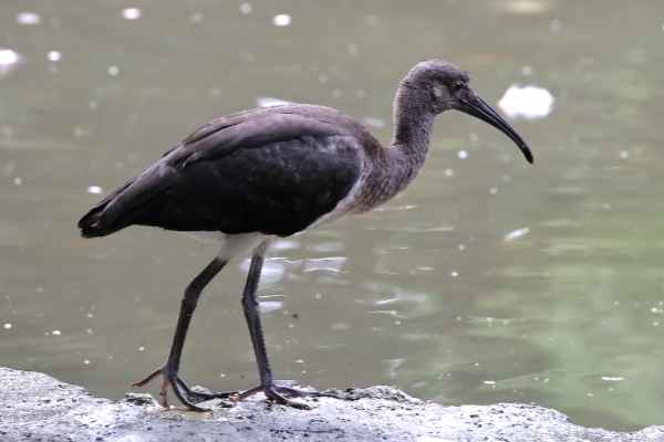 Zwarte ibis