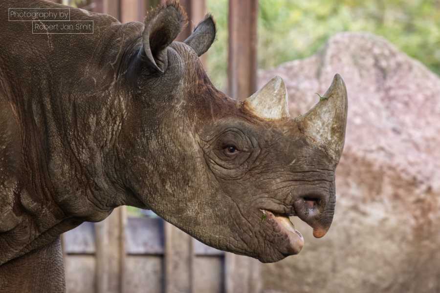 Neushoorn