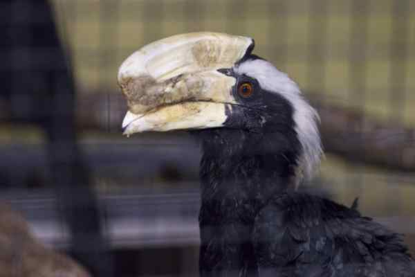 Zw. Neushoornvogel