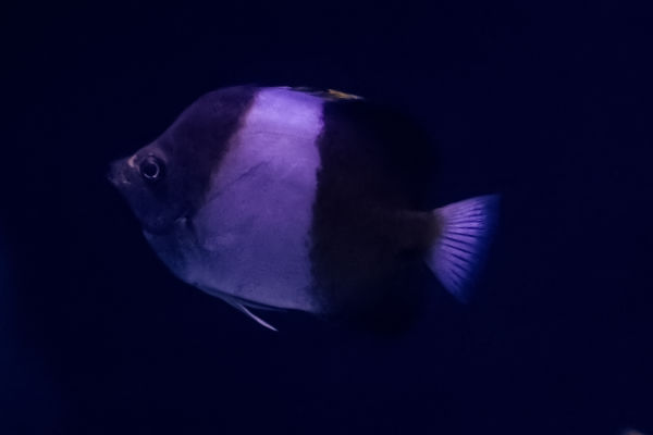 Zwarte Pi.Koraalvlinder 