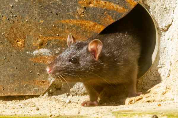 Zwarte Rat