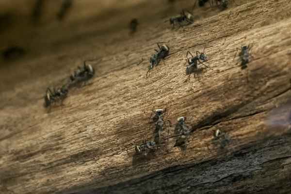 Aziatische wevermier