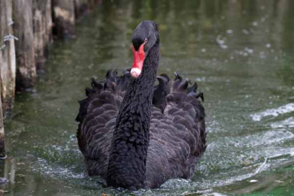 Zwarte zwaan