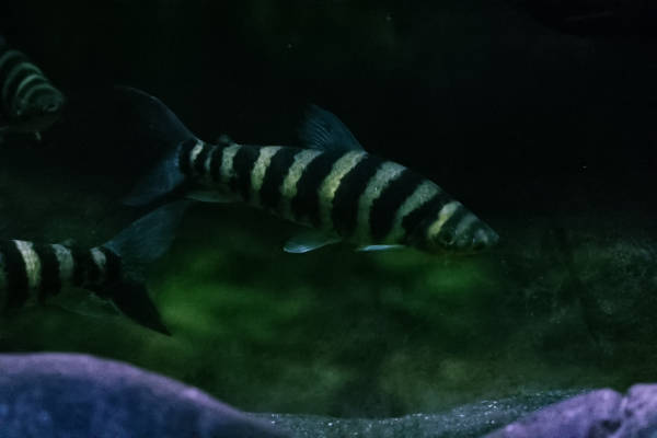 Zwartgest. kopstaander