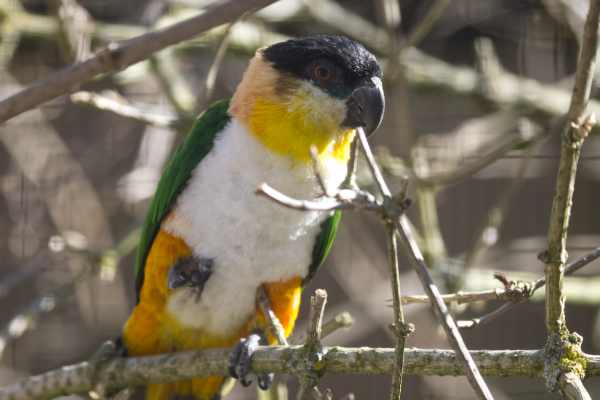 Zwartkopcaique