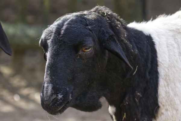Zwartkopschaap