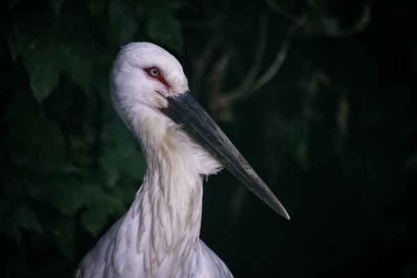 Zwartsnavelooievaar
