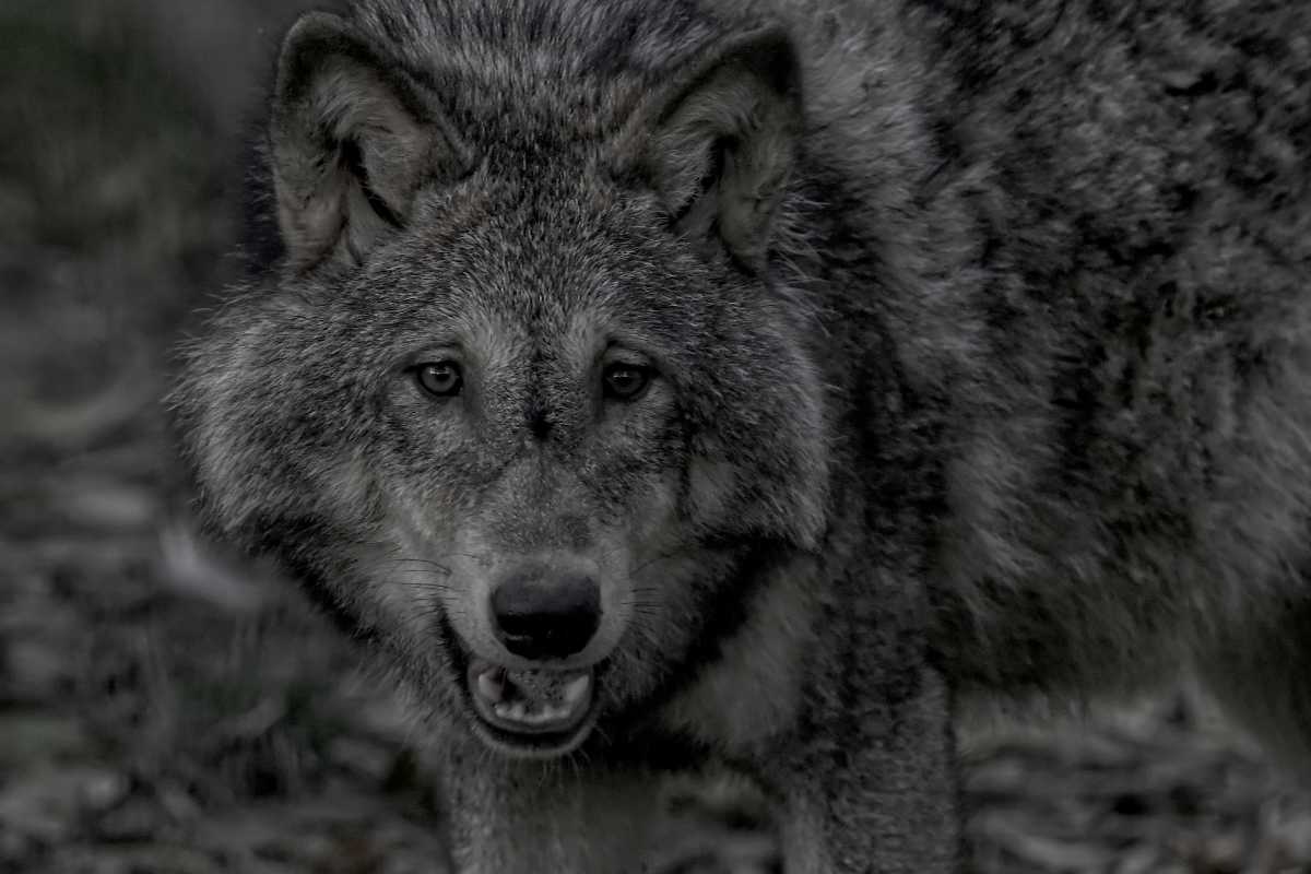 Wildlife in de lage landen op grootformaatfoto'