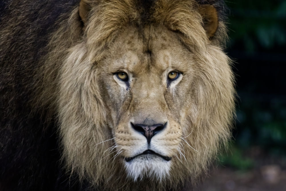 overzicht van dieren in de dierenparken'