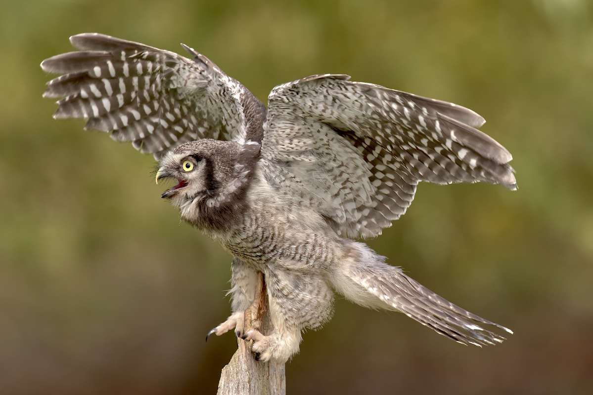 vogels gevangen in beeld op grootformaatfoto