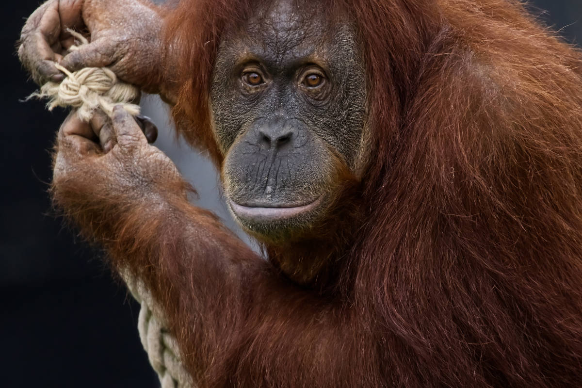 Wildlife dichtbij met dierenparkdieren'