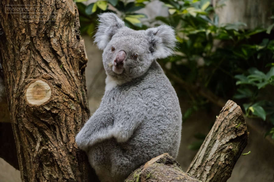 koala beer