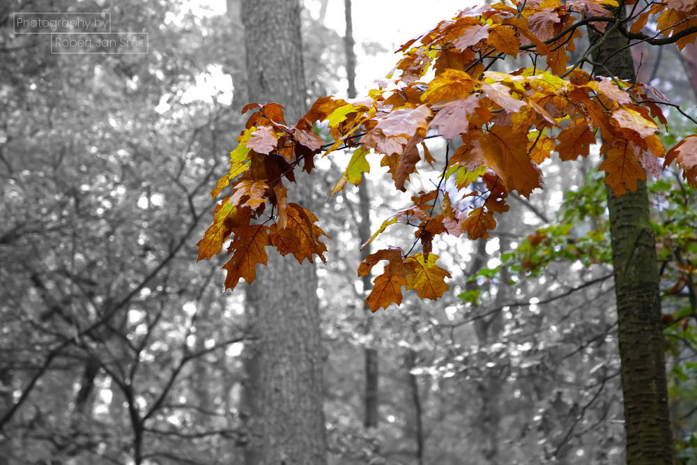 herfstbladeren