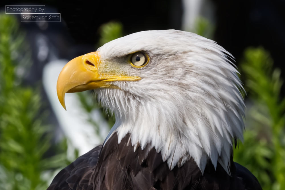 Amerikaanse zeearend