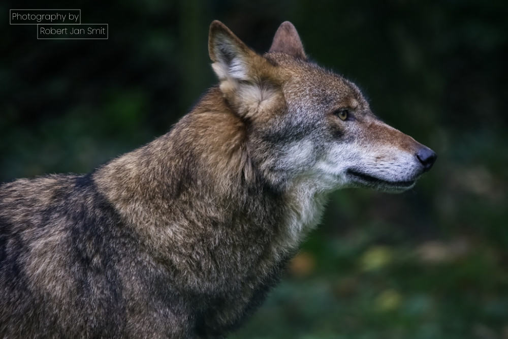 de Wolf