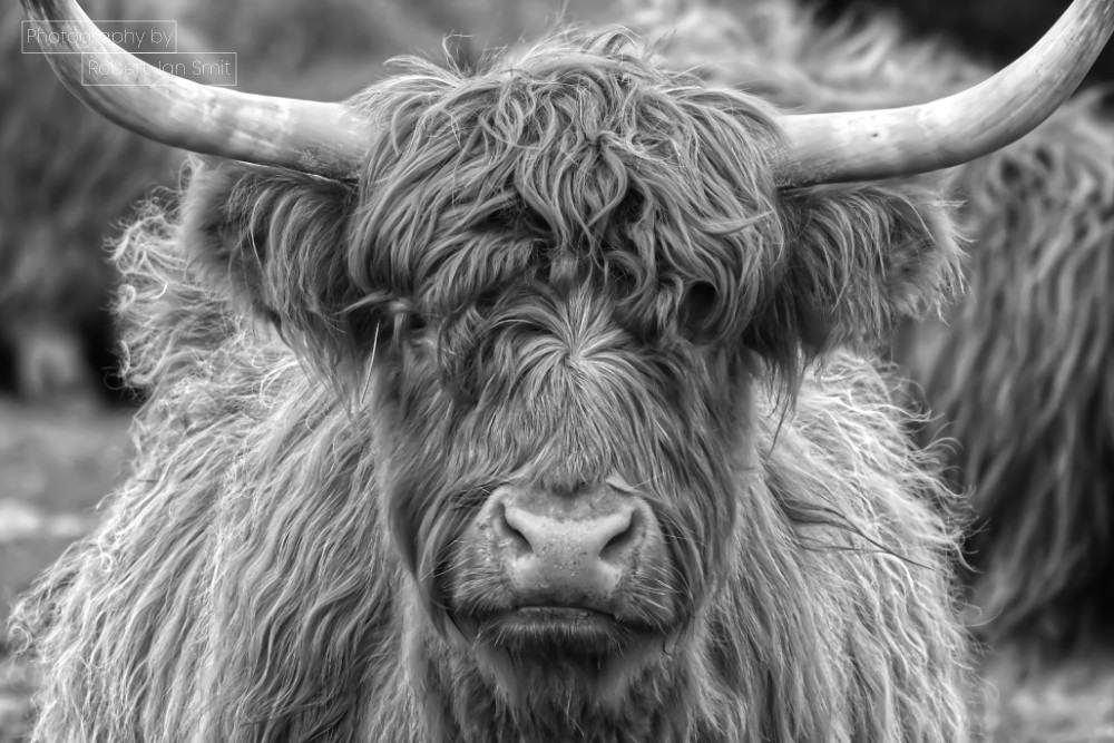 Schotse Hooglander