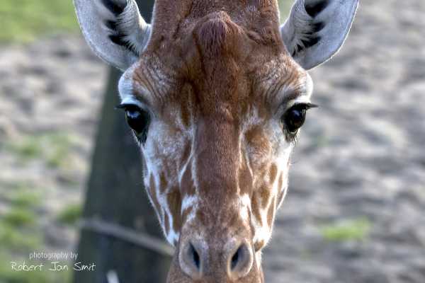 giraffe