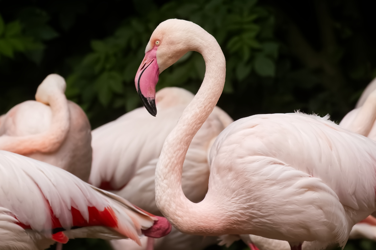 Europese Flamingo 