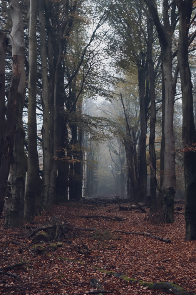 donker herfstbos op grootformaatfoto