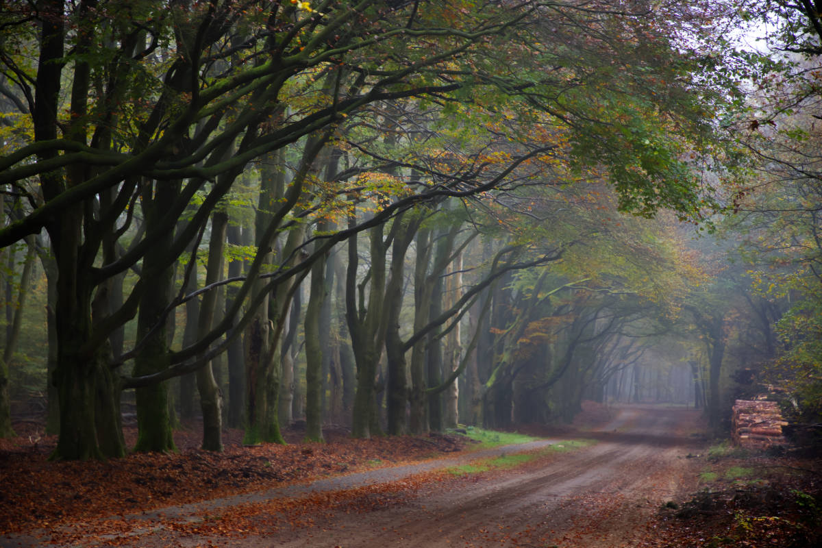 Herfstpad Veluwe 