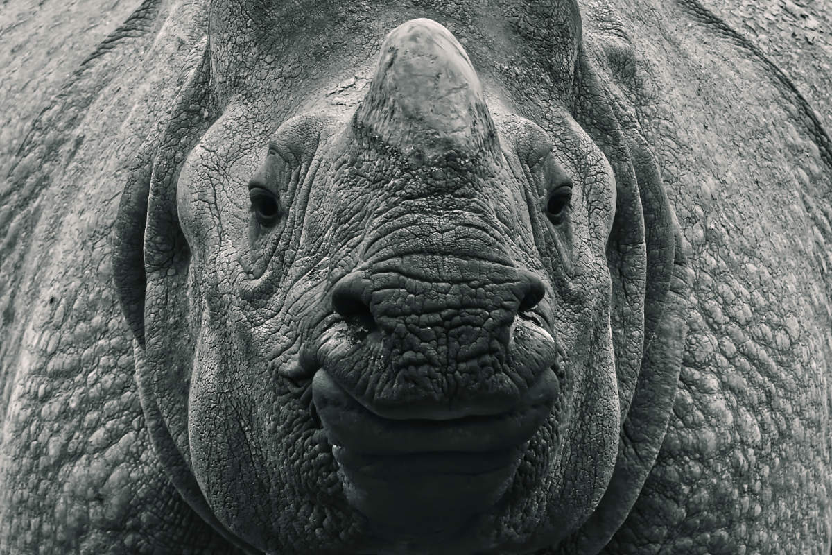 Indische Neushoorn.