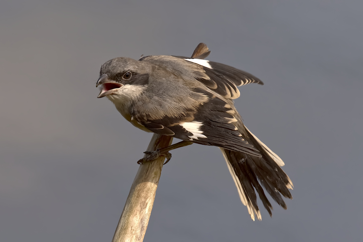 Klapekster met blik op het veld