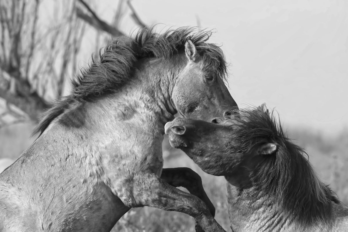 Konikpaarden in Beweging