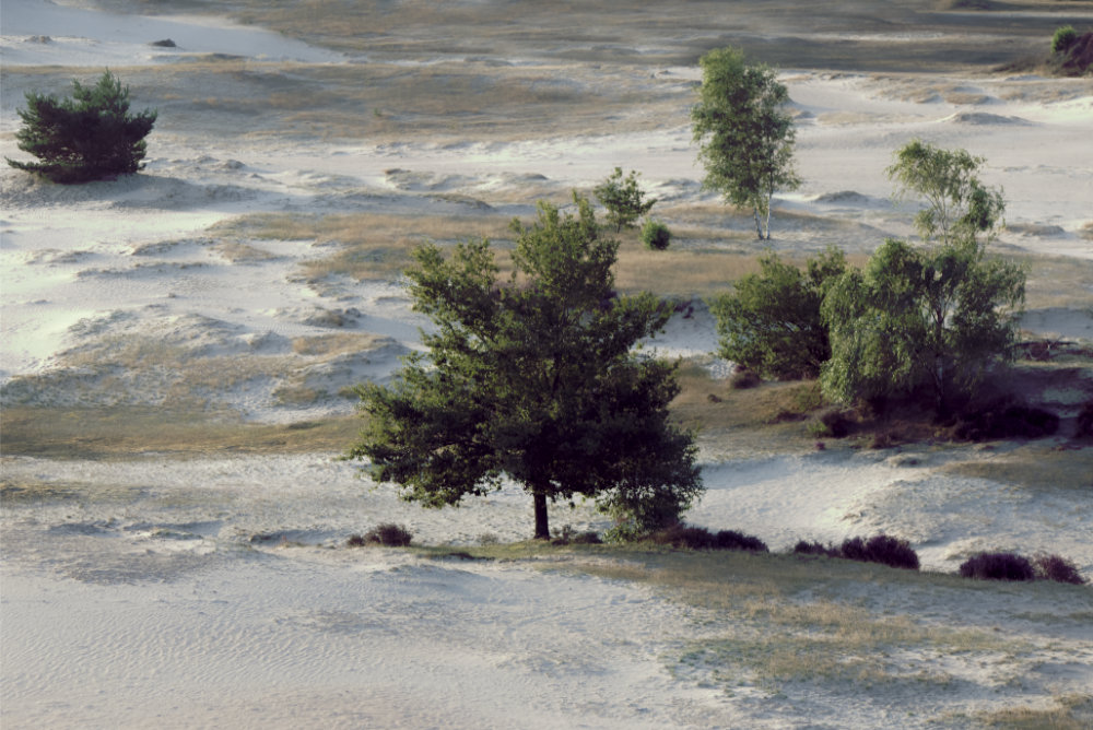 Kootwijkerzand