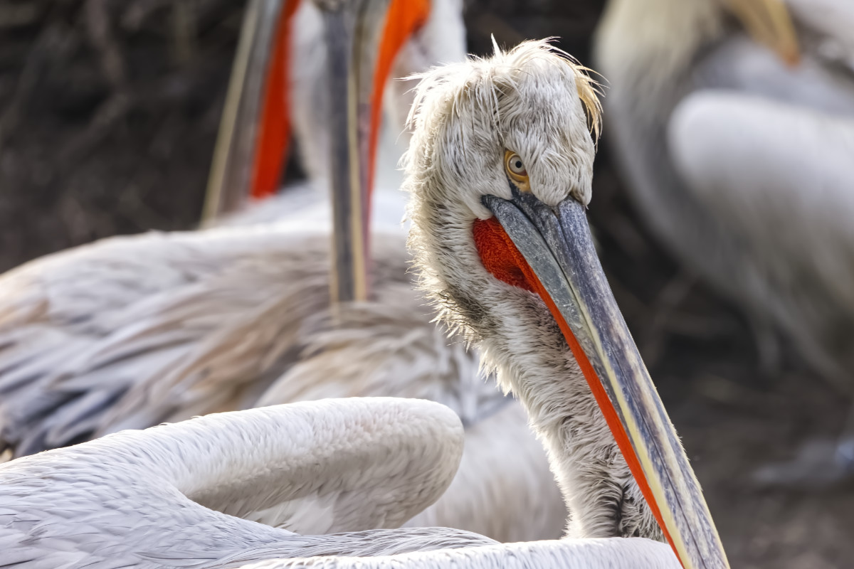 Kroeskoppelikaan op grootformaatfoto
