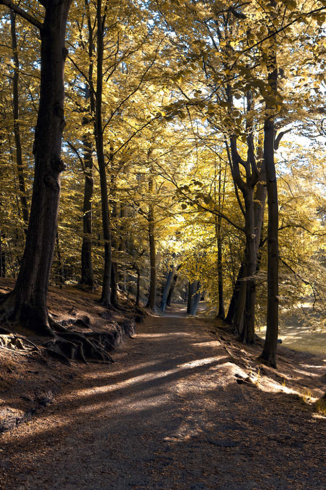 Landgoed Clingendael op grootformaatfoto