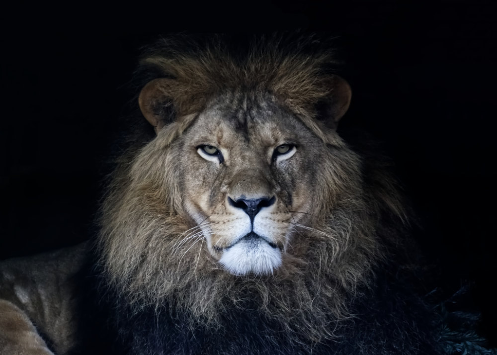 Portret van Leeuw op grootformaatfoto
