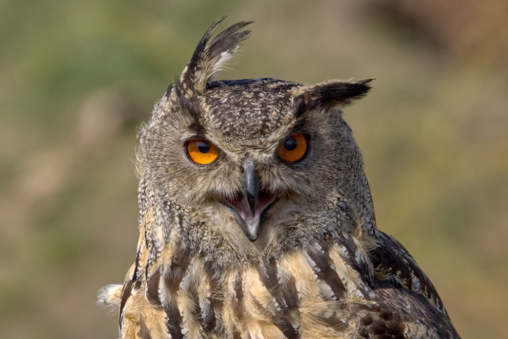 Europese Oehoe op grootformaatfoto