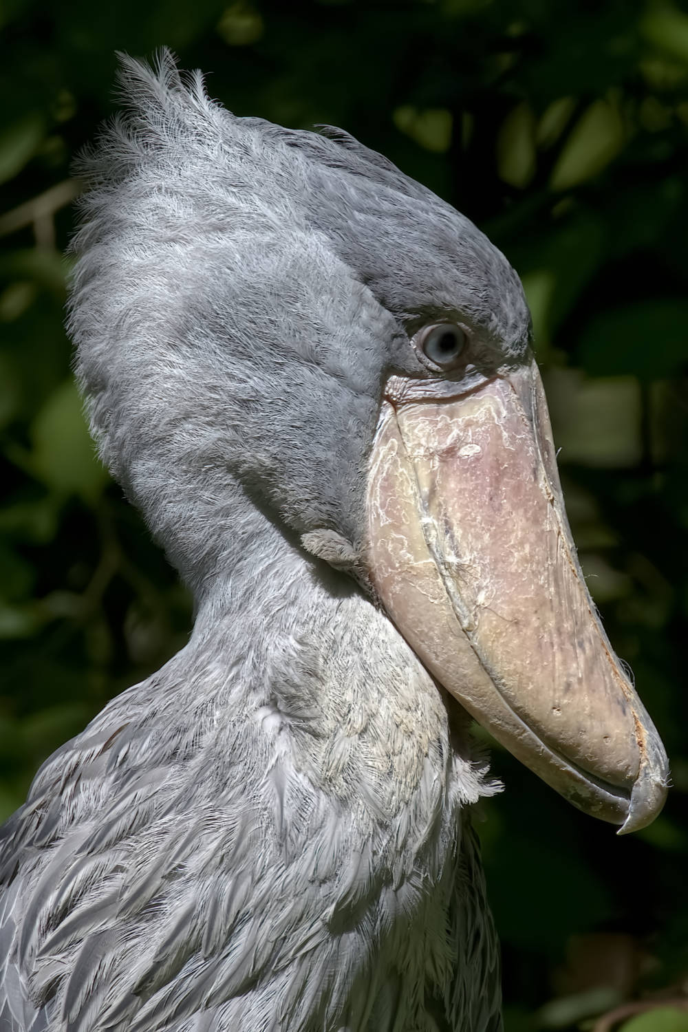 Schoenbekooievaar op grootformaatfoto