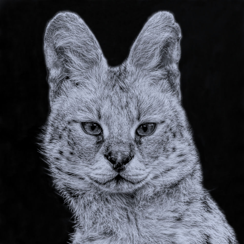 Serval in zwart-wit