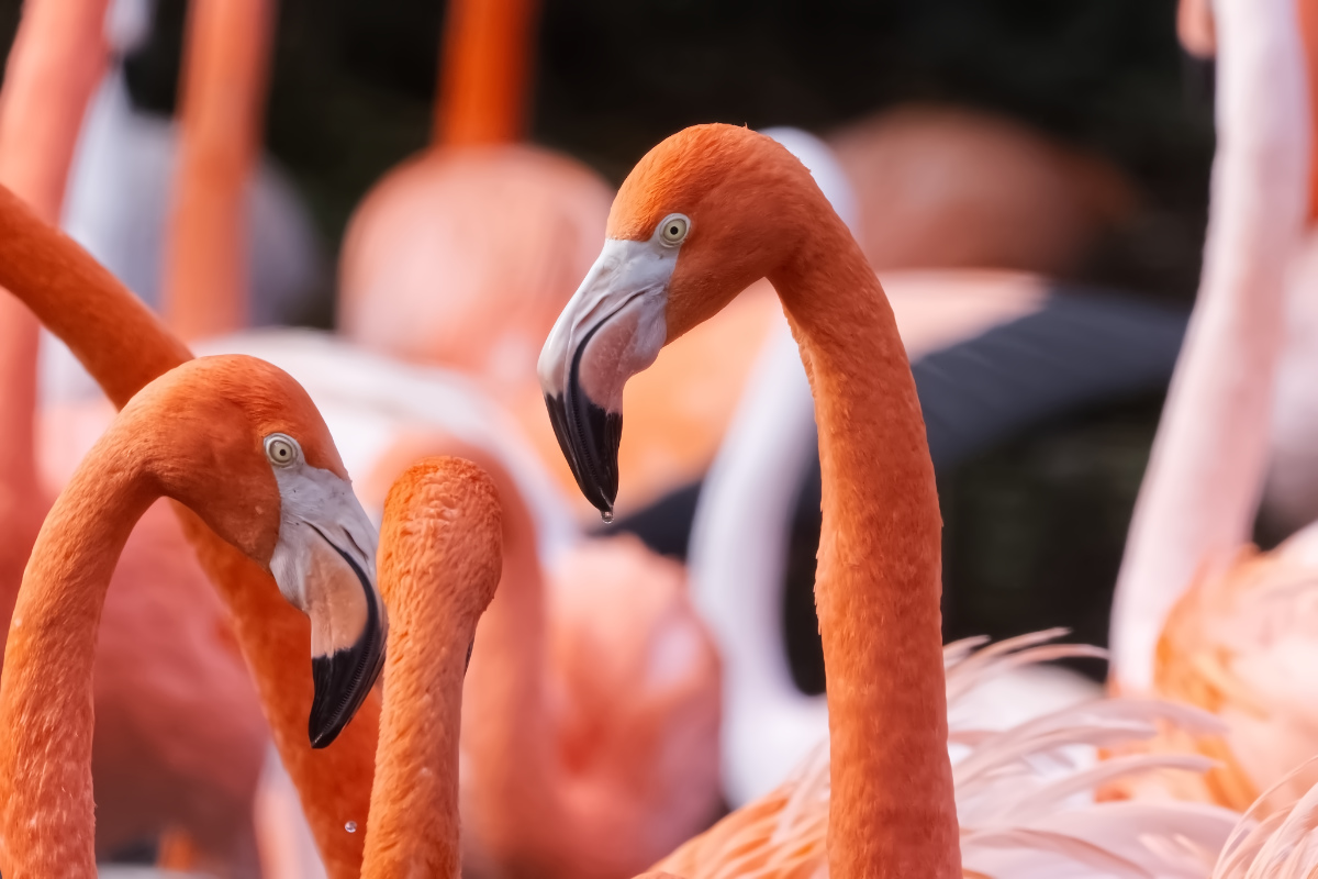 Rode Flamingo
