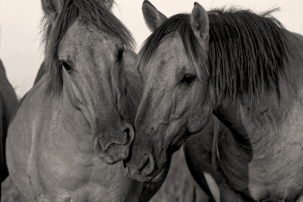 Konikpaarden in de Oostvaardersplassen op grootformaatfoto