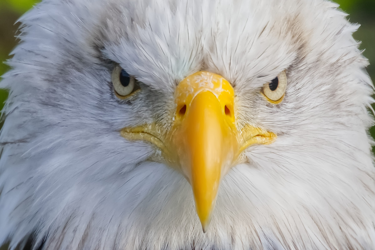 Close-up Amerikaanse zeearend 