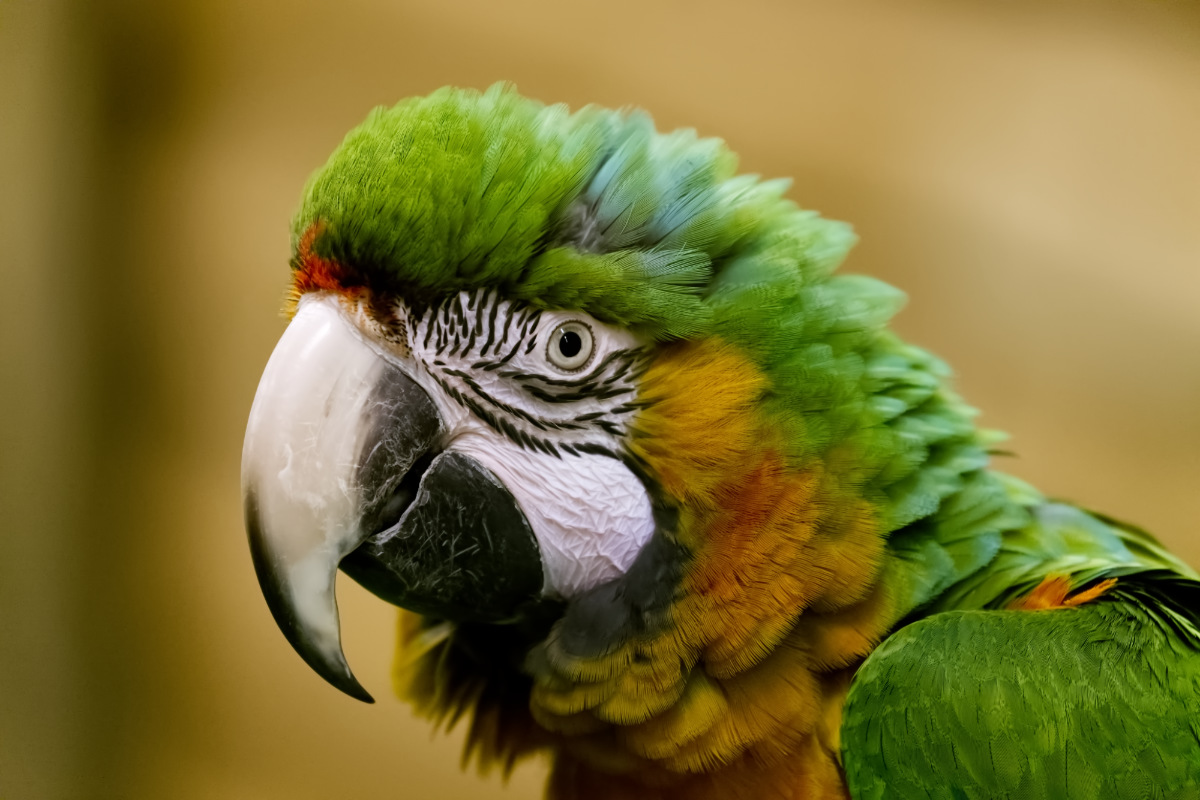 Close-up Blauw-gele Ara