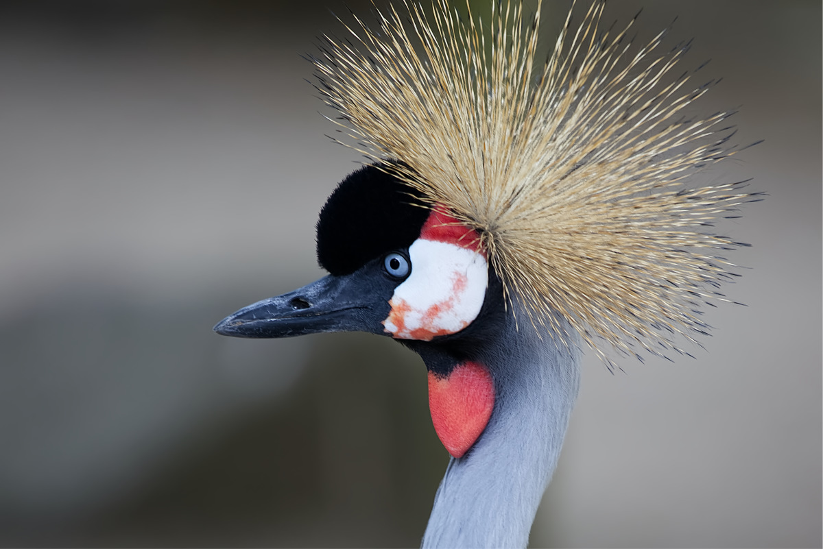 Portret Kroon Kraanvogel