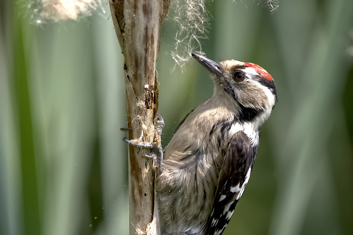 Middelste bonte specht